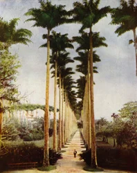 Rio de Janeiro, the Famous Palm Avenue