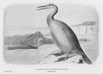 A Gigantic Diver, Hesperornis Regalis