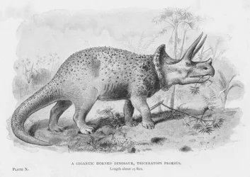 A Gigantic Horned Dinosaur, Triceratops Prorsus