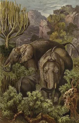 African Elephant