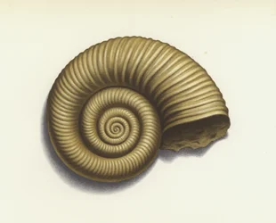 Ammonite
