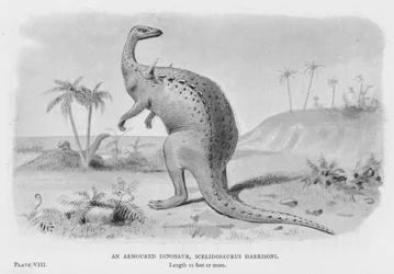 An Armoured Dinosaur, Scelidosaurus Harrisoni