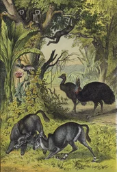 Animals and plants of Southern Asia