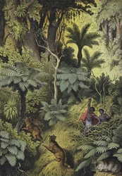 Animals and plants of the coastal forests of Australia