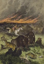 Animals of the North American prairies