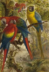 Macaws