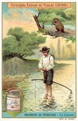Beaver trapper