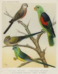 Bourkes Parrakeet, Red-Winged Parrakeet, Blood Rumped Parrakeet, Male, Female