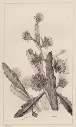Cactus
