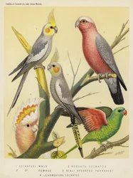 Cockateel, Male, Female, Roseate Cockatoo, Scaly Breasted Parrakeet, Leadbeaters Cockatoo