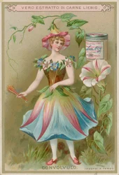 Convolvulus Flower Girl
