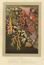 Coral
