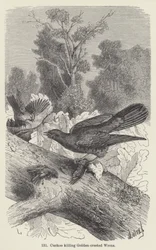 Cuckoo killing Golden-crested Wrens