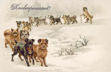 Dog Postcard