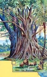 Giant Fig Tree at Anna Maria Bay, Nuku Hiva, Marquesas Islands