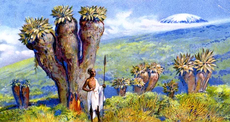 Giant Groundsel, Kilimanjaro, Africa