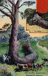 Giant Sinuous Pine Tree and Its Root, at Bendestorf, Near Hanover, Germany