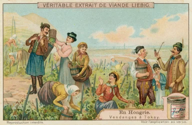Grape Harvest for Tokay in Hungary