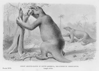 Great Ground-Sloth of South America, Megatherium Americanum