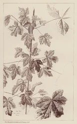 Hedge Maple