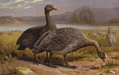Domestic Goose