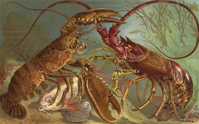Lobster and Spiny Lobster