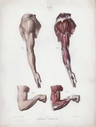 Illustration for The Anatomy of the External Forms of Man: Male arm and hands