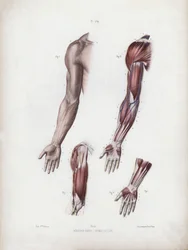 Illustration for The Anatomy of the External Forms of Man: Male arm and hands