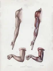 Male arm and hands