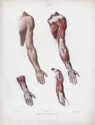Illustration for The Anatomy of the External Forms of Man: Male arm and hands