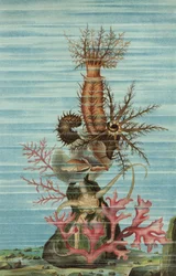 Bristle Star