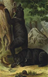 Collared Bear