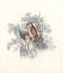 Owls perching on the hollow trunk of a dead tree