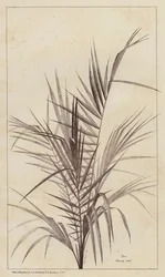 Palm, Chamaerops Exelsa