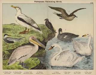 Palmipedes, Swimming Birds
