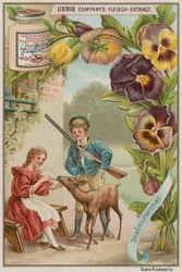 Pansy