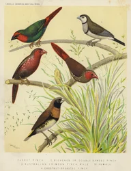 Parrot Finch, Bichenos or Double Banded Finch, Australian Crimson Finch, Male, Female, Chestnut-Breasted Finch