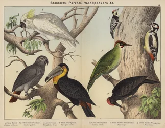 Scansores, Parrots, Woodpeckers