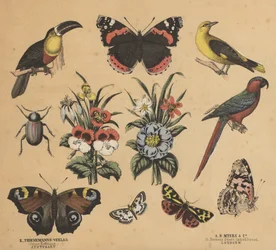 Scraps for Juveniles