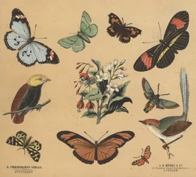 Scraps for Juveniles