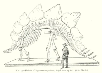 Skeleton of Stegosaurus ungulatus