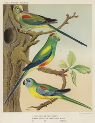 Turquoisine Parrakeet, Many Coloured Parrakeet, Male, Female