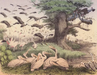 Various African Birds