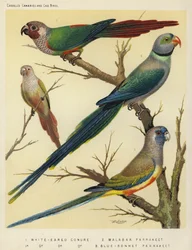 White-Eared Conure, Malabar Parakeet, Blue-Bonnet Parakeet