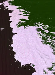 Cherry Blossom Petals On Ground