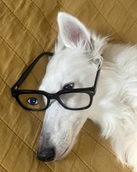 Dog in Bed Wearing Glasses