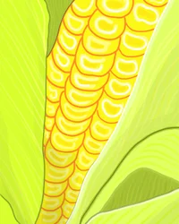 Ear of Corn