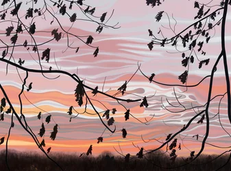 Oak Leaves and Sky, Brooklyn