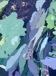 Purple Kale