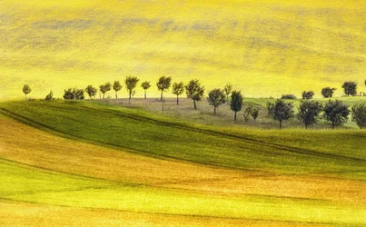 Rolling Hills And Trees